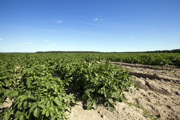 Fototapeta na wymiar Potatoes in the field