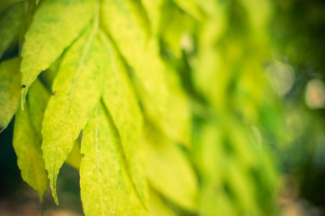 beautiful autumn macro yellow leaves on an green background