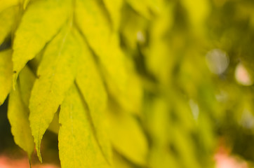 beautiful autumn macro yellow leaves on an green background