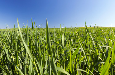 Obraz premium Field with cereal