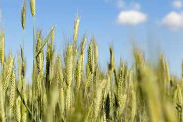 mature cereal, close-up