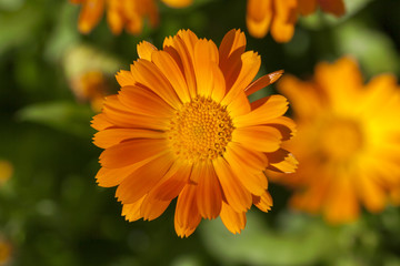 orange flowers of calendula