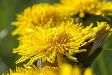 yellow dandelions in spring