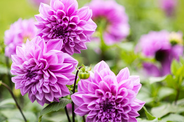 Lila Dahlie Blume in Nahaufnahme