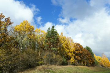 Fototapeta premium Nature in autumn season