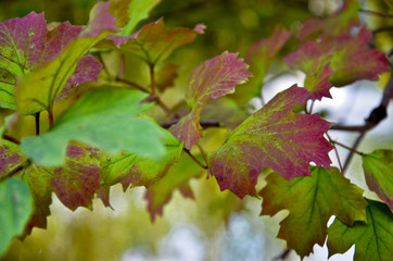 Viburnum bush branch with reddened leaves