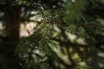 Obraz premium green spruce branch closeup on light background