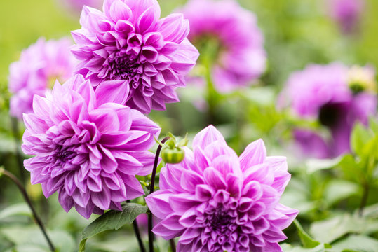Lila Dahlie Blume in Nahaufnahme