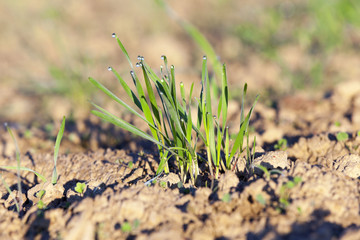 young grass plants, close-up