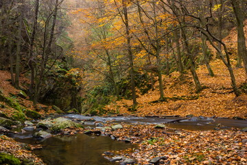 Autumn creek in bohemian forest, Czech Republic.