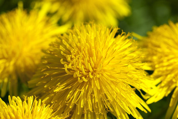 yellow dandelions in spring