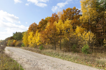 road in the autumn season