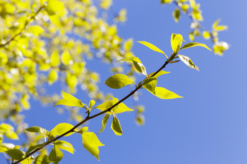 linden leaves, spring