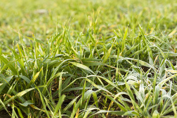 young grass plants, close-up