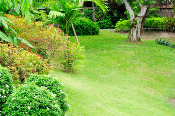 Slope green yard with fresh trees