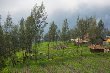Rice fields close to the wooden houses on the green slope under blue sky