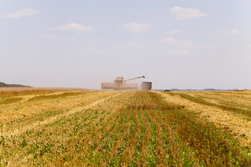 Fototapeta premium harvesting cereals in field
