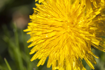 yellow dandelions in spring