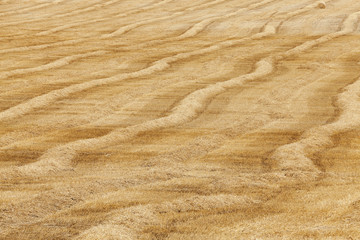 haystacks in a field of straw