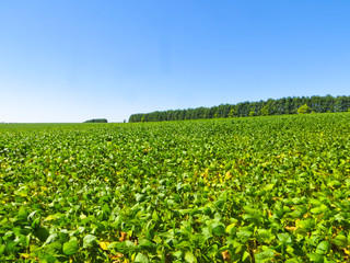 Fototapeta na wymiar Soybean field on summer