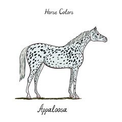 Horse color chart on white.  Equine appaloosa coat color with text. Equestrian scheme. Vector hand drawn illustration.