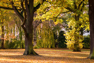 Herbstbäume im Park