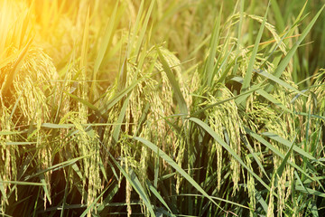 beautiful green rice field