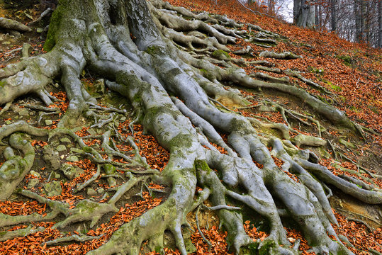 Old tree roots - European beech (Fagus sylvatica), park castle Hukvaldy, Czech Republic