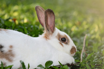 white bunny resting under a tree on grass green