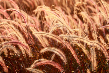 Grass flower field on sunset
