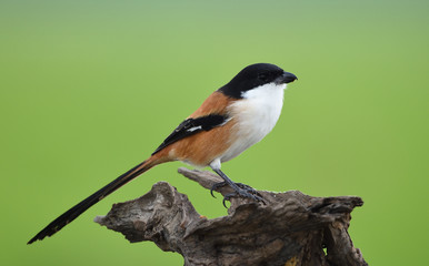 Bird (Long-tailed Shrike) , Thailand