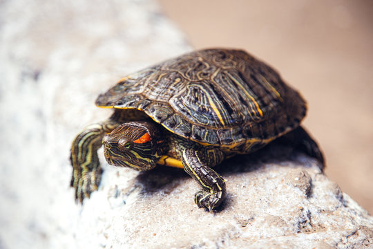 tortoise escapes