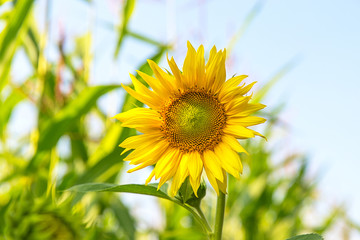 sunflower on the field