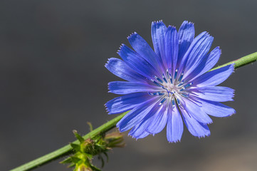 Chicory flower