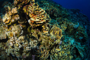 Coral garden