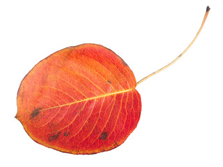 Orange autumn leaf
