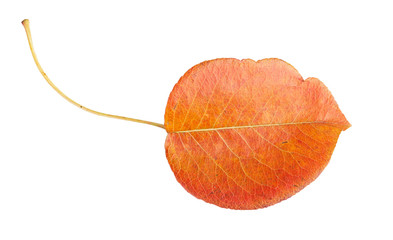 Orange autumn leaf