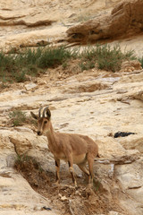 Ibexs. Ein Avdat National Park. Negev Desert. Israël.