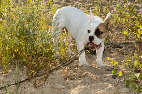 Welpe im Kies mit Pflanzen