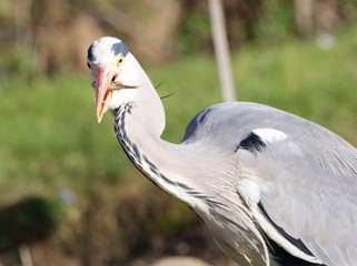 heron cendre
