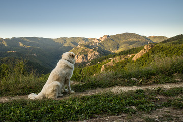 A dog is waiting for the Sun rising