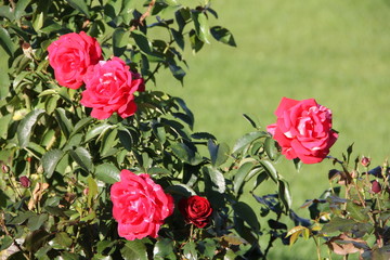 Красивый куст ярко розовых роз