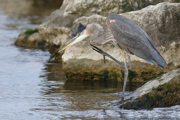 Great Blue Heron Scratching its Head -Ontario, Canada
