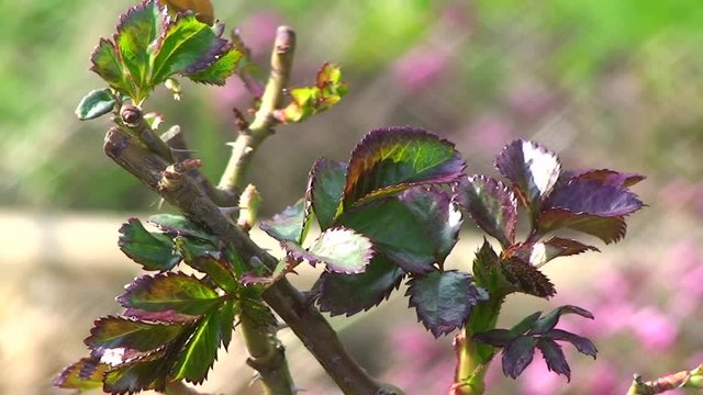 Die ersten Triebe am Rosenstock im Fr&uuml;hling und die Bl&auml;tter zittern leicht im Wind