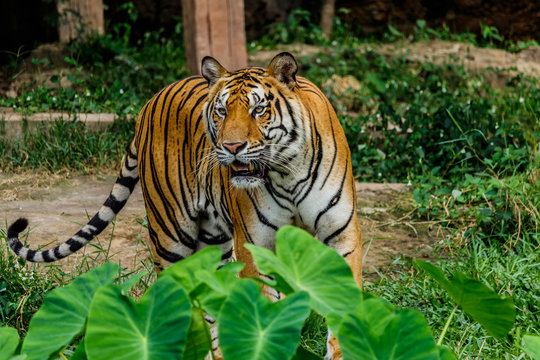 Bengal Tiger in forest