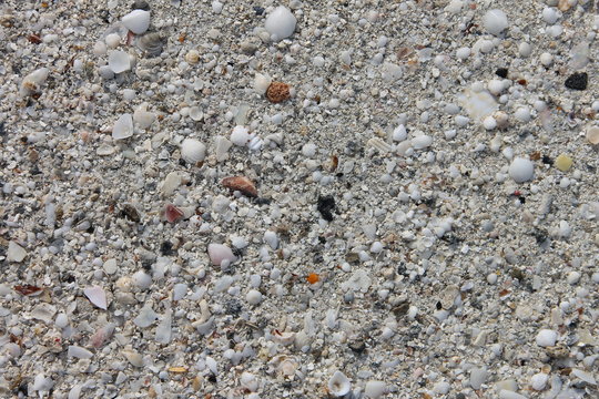 Мелкие ракушки на песке, вынесенные на берег волной. Фото сделано на Кубе.