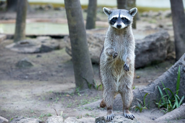 Raccoon sitting and staring intently