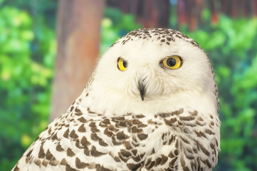 Snowy Owl Portrait, Wildlife Preservation