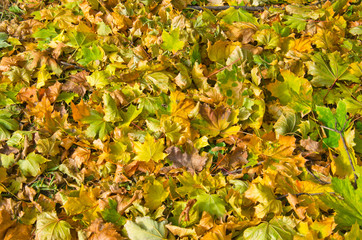 Autumnal background of colored maple leaves