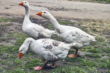 Domestic geese